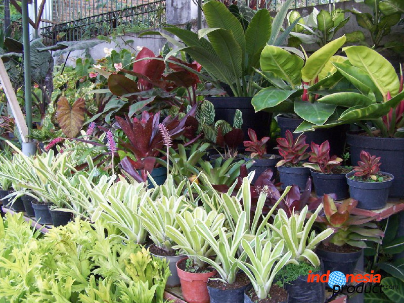 batu-decorative-plants-22.jpg