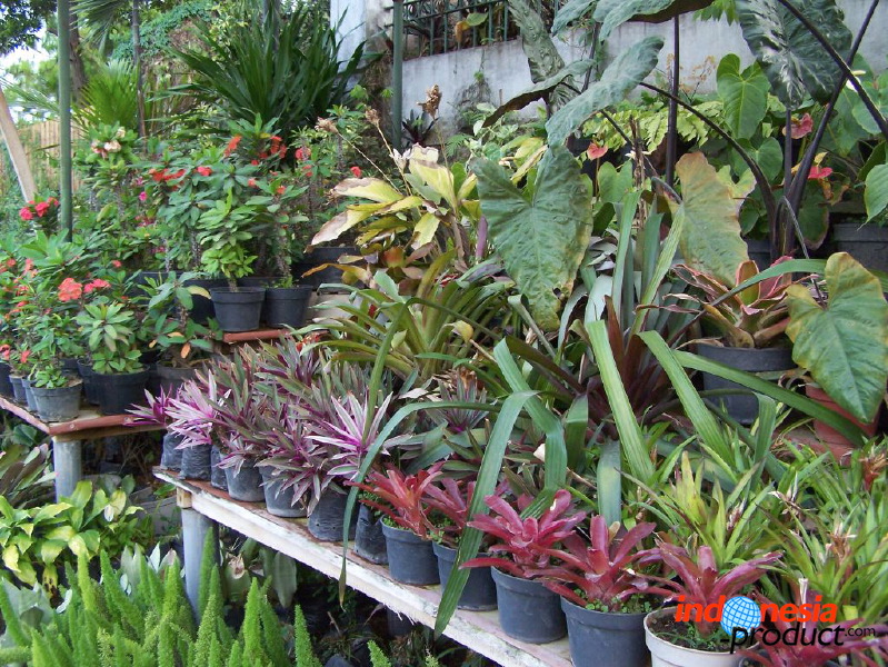 batu-decorative-plants-23.jpg