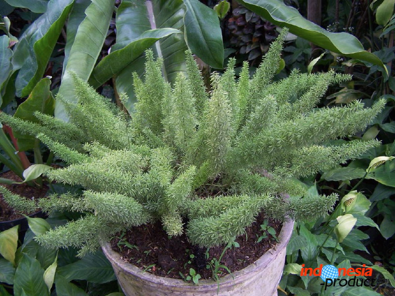 batu-decorative-plants-32.jpg