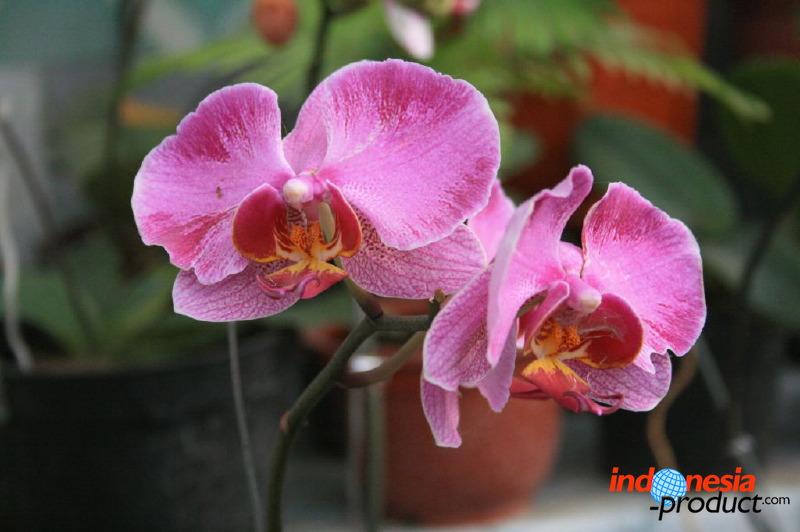 batu-decorative-plants-41.jpg