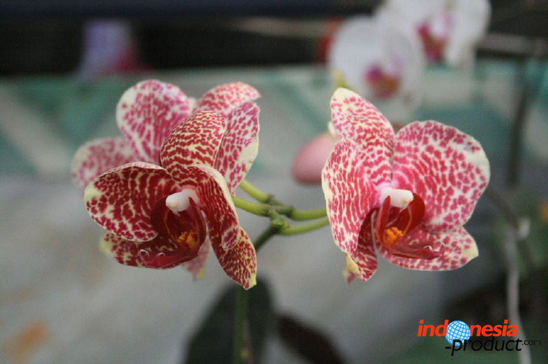 batu-decorative-plants-42.jpg