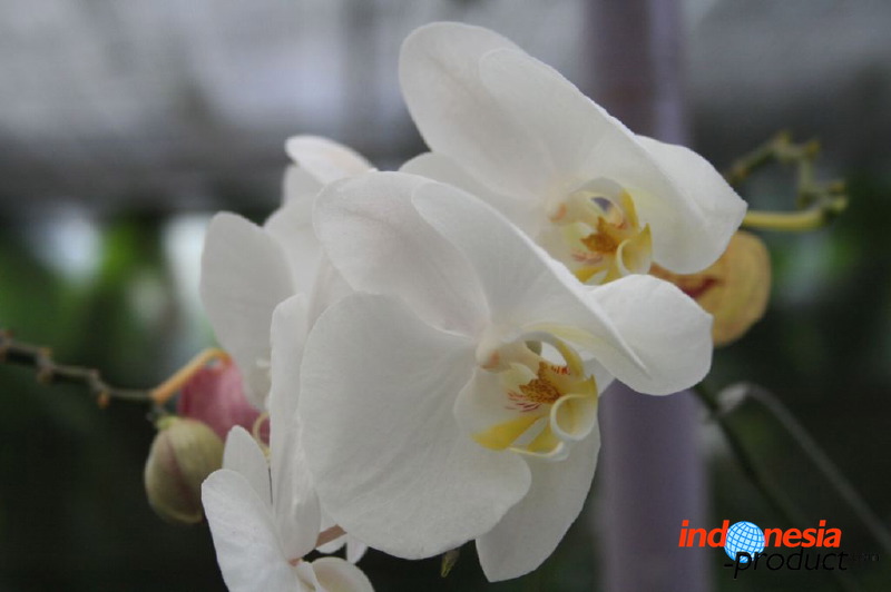 batu-decorative-plants-43.jpg