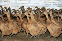 duck-farm-sidoarjo-15