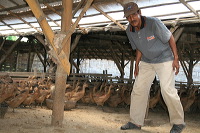 duck-farm-sidoarjo-16