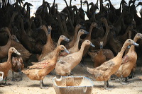 duck-farm-sidoarjo-17