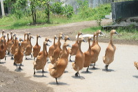 duck-farm-sidoarjo-18