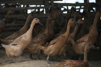 duck-farm-sidoarjo-20
