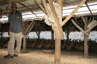 duck-farm-sidoarjo-21