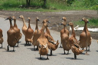 duck-farm-sidoarjo-22