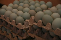 duck-farm-sidoarjo-24