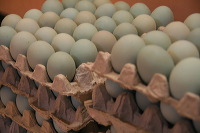 duck-farm-sidoarjo-25