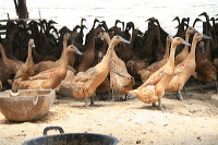 duck-farm-sidoarjo-26