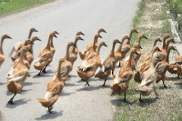 duck-farm-sidoarjo-28