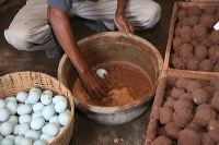 duck-farm-sidoarjo-29