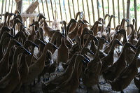 duck-farm-sidoarjo-30