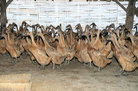 duck-farm-sidoarjo-31
