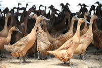 duck-farm-sidoarjo-34