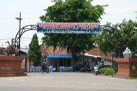 duck-farm-sidoarjo-36