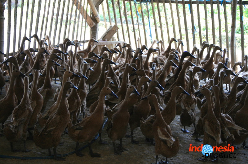 duck-farm-sidoarjo-01.jpg