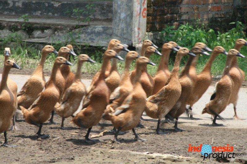 duck-farm-sidoarjo-04.jpg