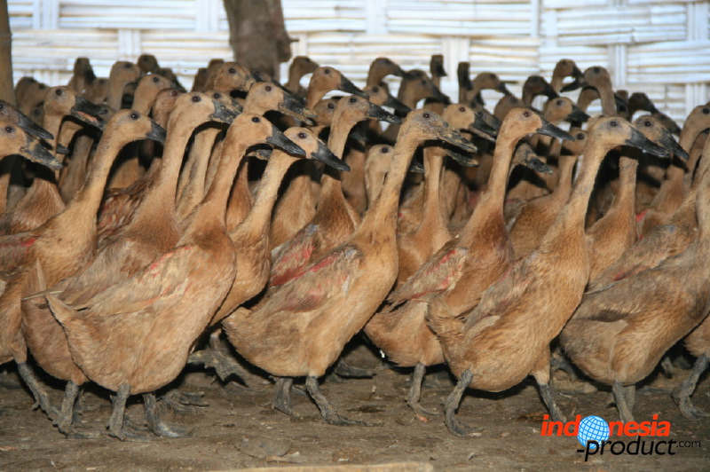 duck-farm-sidoarjo-05.jpg