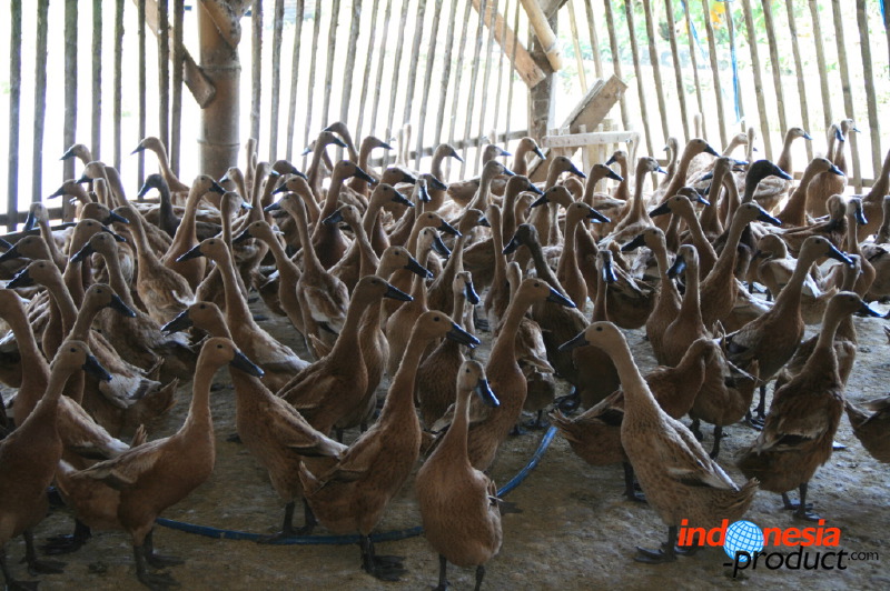 duck-farm-sidoarjo-08.jpg