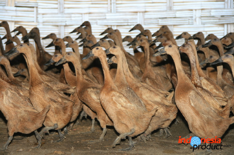 duck-farm-sidoarjo-15.jpg