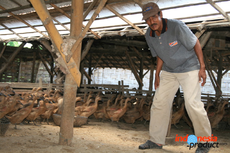 duck-farm-sidoarjo-16.jpg