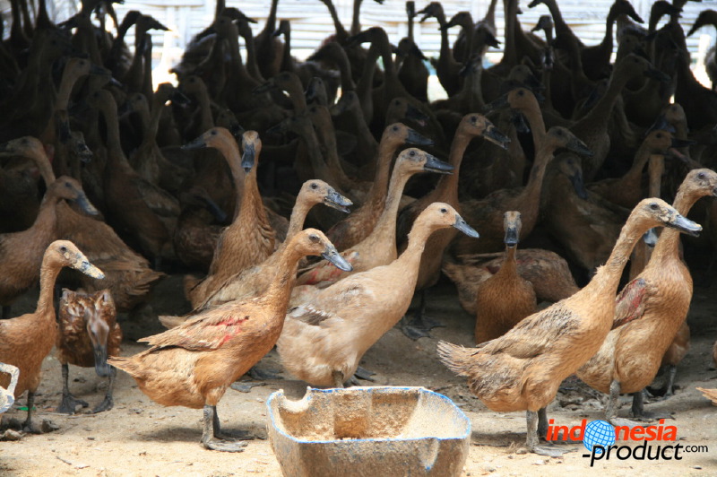 duck-farm-sidoarjo-17.jpg