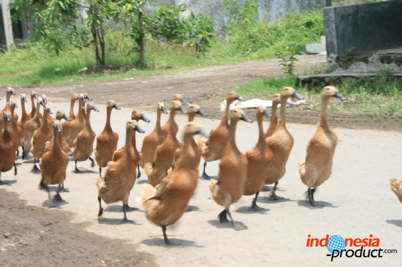 duck-farm-sidoarjo-18.jpg