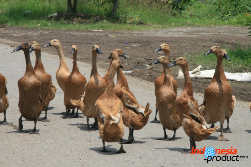 duck-farm-sidoarjo-22.jpg
