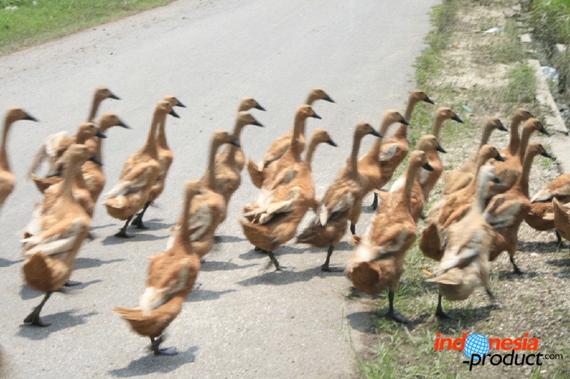 duck-farm-sidoarjo-28.jpg
