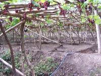 grape-plantation-pr_1f878e3