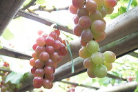 grape-plantation-pr_1f878e4
