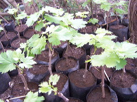 grape-plantation-pr_1f878e5