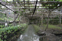 grape-plantation-pr_1f878e6