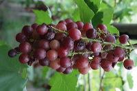 grape-plantation-pr_1f878e7