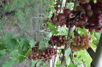 grape-plantation-pr_1f878ea