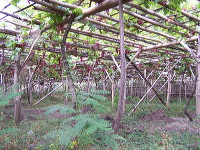 grape-plantation-pr_1f878ff