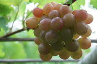grape-plantation-pr_1f87900