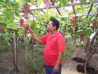 grape-plantation-pr_1f87901