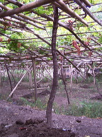 grape-plantation-pr_1f87902