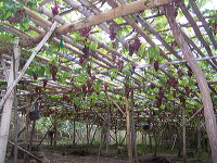 grape-plantation-pr_1f87903