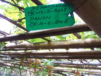 grape-plantation-pr_1f87904