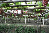 grape-plantation-pr_1f87905