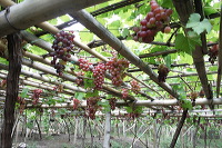 grape-plantation-pr_1f87906