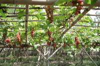 grape-plantation-pr_1f87907