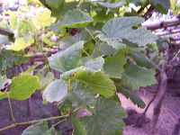 grape-plantation-pr_1f87908