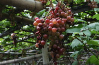 grape-plantation-pr_1f87909