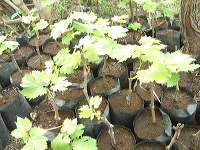 grape-plantation-pr_1f87915